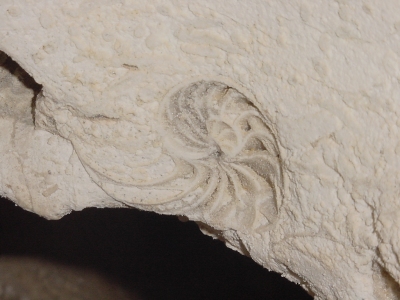 Cephalopod Fossil