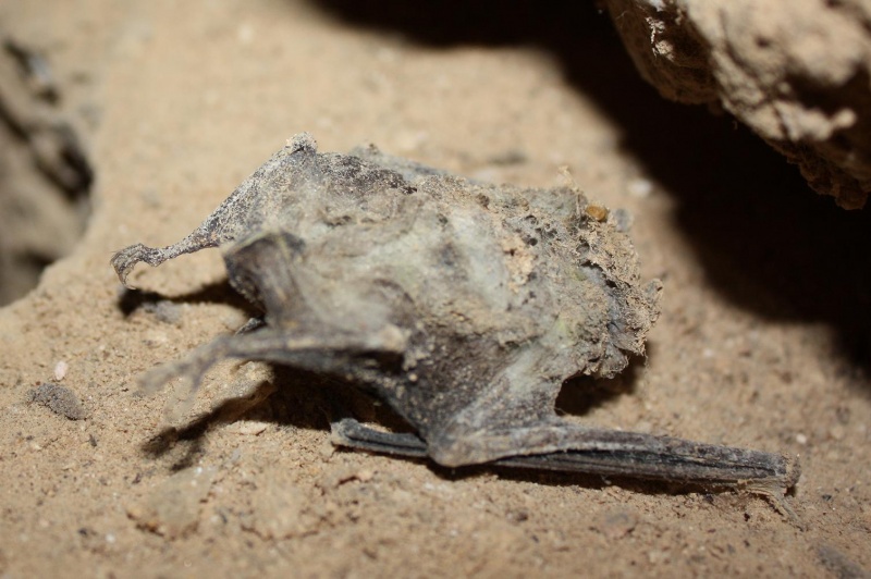 File:Bat mummy.jpg