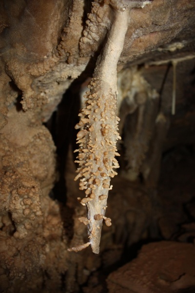 File:Helictite covered stalactite.JPG