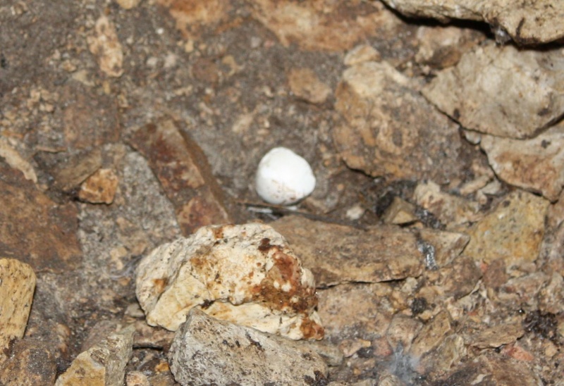 File:Swallow egg shell.JPG