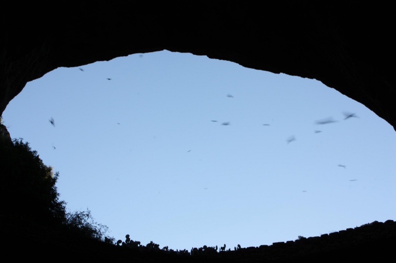 File:Swallows in silhouette.jpg