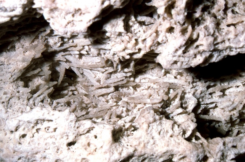 File:Fusilinids altered to crystal.jpg