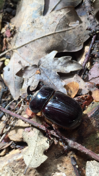 File:Beetle.PNG