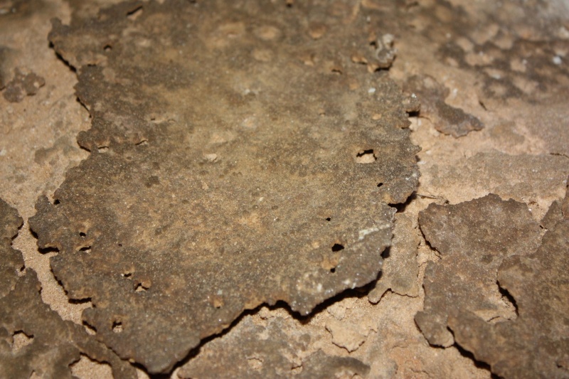 File:Calcite crust on floor sediments.JPG