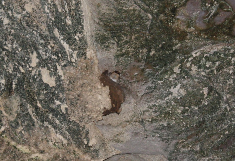 File:Swallow on mud nest.JPG