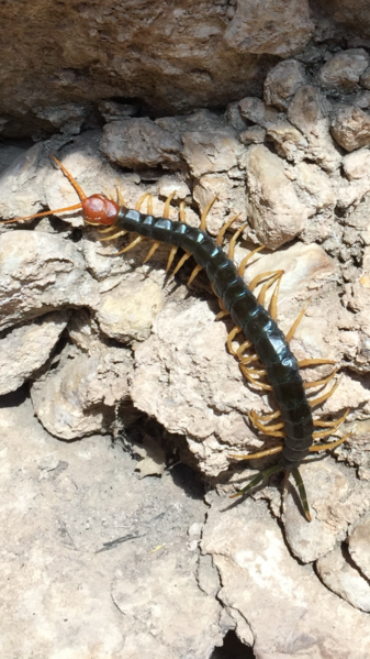 File:Centipede.PNG