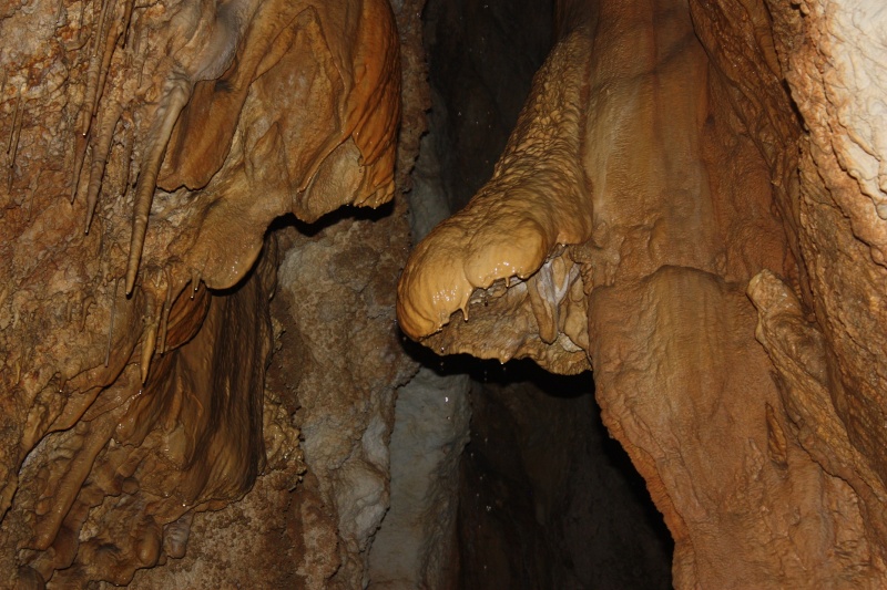 File:Dripping Bell Canopy.jpg