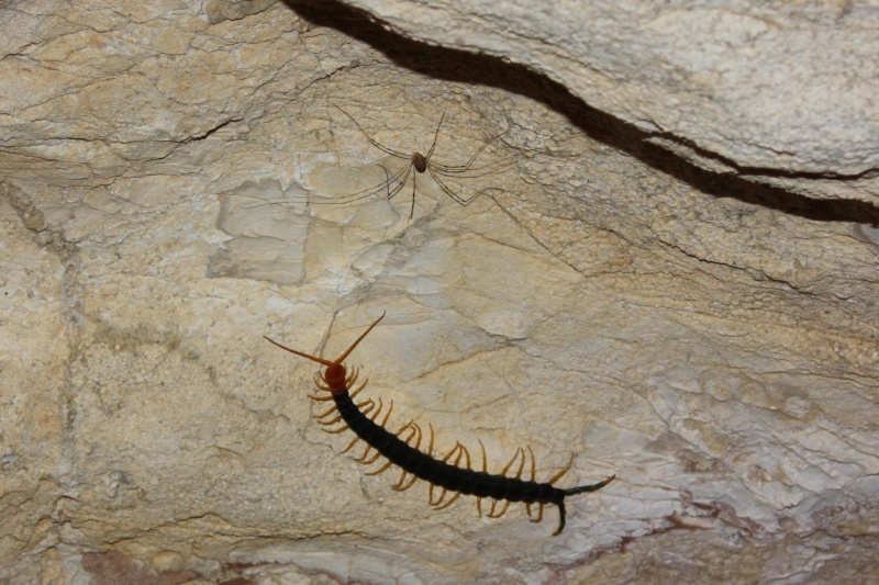 File:Centipede and harvestman.JPG